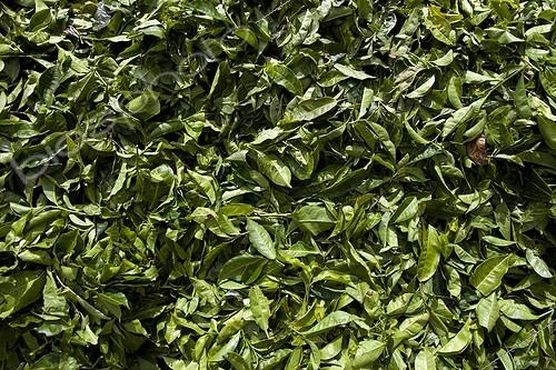 Biosphoto | 1498925 | Freshly picked tea leaves Kerala India | &copy; Michel Gunther / Biosphoto