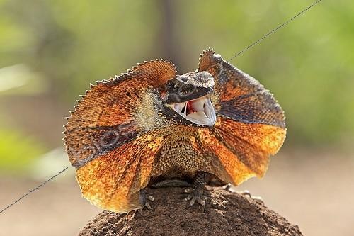 Biosphoto | 964940 | Frill-necked Lizard frightened showing her collar Australia | &copy; Sylvain Cordier / Biosphoto