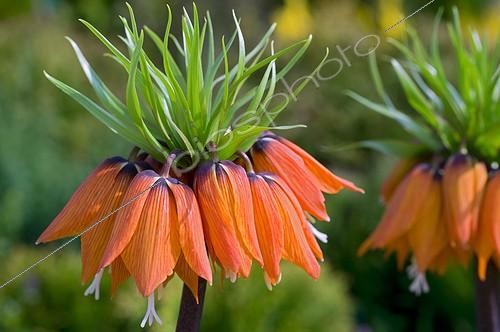 Biosphoto | 544735 | Fritillaire dans un jardin | &copy; Frédéric Didillon / Biosphoto