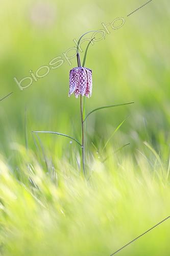 Biosphoto | 2557432 | Fritillaire pintade (Fritillaria meleagris) fleur dans une prairie humide au bord d'un cours d'eau, Normandie, France | &copy; Christophe Perelle / Biosphoto