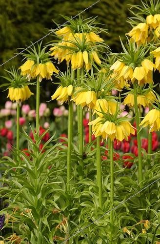 Biosphoto | 446415 | FRITILLARIA IMPERIALIS | &copy; DIGIT images / Biosphoto