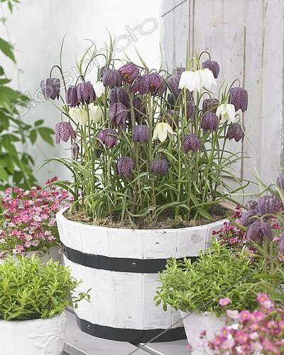 Biosphoto | 2114378 | Fritillaria meleagris | &copy; Visions Pictures / Biosphoto