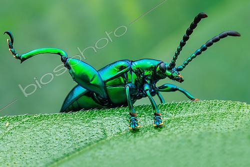 Biosphoto | 2392594 | Frog-legged beetle (Sagra buqueti) resting in early morning. | &copy; Husni Che Ngah / Biosphoto