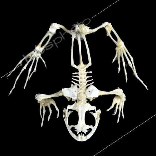 Biosphoto | 1818907 | Frog skeleton | &copy; Jean-Michel Labat / Biosphoto