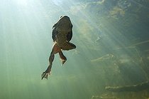 Biosphoto | 1249064 | Frog swimming back surface of a lake Jura France  | &copy; Michel Loup / Biosphoto