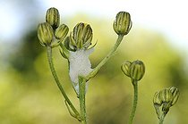 Biosphoto | 1252481 | Froghopper larva on a plant France | &copy; Thierry Van Baelinghem / Biosphoto