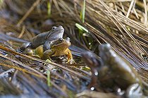 Biosphoto | 1249046 | Frogs mating in lake Jura France  | &copy; Michel Loup / Biosphoto