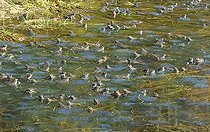 Biosphoto | 1249053 | Frogs rally in a lake Jura France | &copy; Michel Loup / Biosphoto
