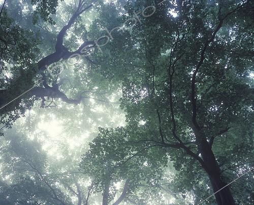 Biosphoto | 1136654 | Frondaison de feuillus dans la brume Vallée du Doubs France | &copy; Florent Cardinaux  / Biosphoto