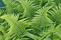 Biosphoto | 2609617 | Frondes de fougère au printemps, Doubs, France | &copy; Dominique Delfino / Biosphoto