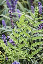 Biosphoto | 2546771 | Frondes de Fougère bambou du Mont Emeï (Coniogramme emeiensis), fougère naturellement panachée. | &copy; Jean-Michel Groult / Biosphoto