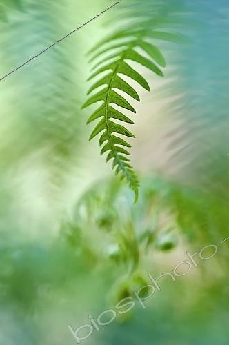 Biosphoto | 2090797 | Frondes de Fougères | &copy; Pedro Javier Pascual Hernandez / Biosphoto