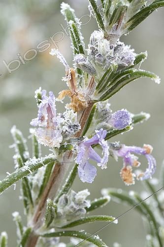 Biosphoto | 2126743 | frost-covered rosemary (Rosmarinus officinalis) | &copy; Frédéric Tournay / Biosphoto