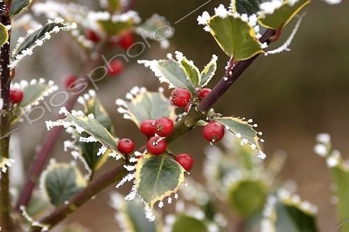 Biosphoto | 537314 | Frost on berries Holly | &copy; Jean-Luc & Françoise Ziegler / Biosphoto