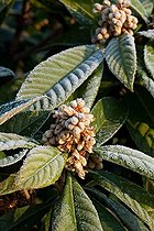 Biosphoto | 1091108 | Frost on faded flowers of a medlar tree in a garden | &copy; Philippe Giraud / Biosphoto