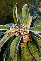 Biosphoto | 1091109 | Frost on faded flowers of a medlar tree in a garden | &copy; Philippe Giraud / Biosphoto