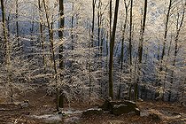 Biosphoto | 2096011 | Frosted beech forest in autumn, Vosges du Nord Regional Nature Park, France | &copy; Michel Rauch / Biosphoto