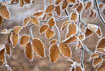 Biosphoto | 2496017 | Frosted beech leaves (Fagus silvatica), Vosges du Nord Regional Nature Park, France | &copy; Michel Rauch / Biosphoto