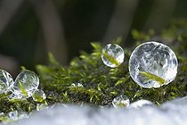 Biosphoto | 1251263 | Frosted moss in winter Kalkalpen NP Austrian Alps | &copy; Thomas Aichinger / Visual and Written - Photo Collection / Biosphoto