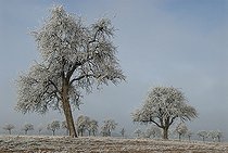 Biosphoto | 2462415 | Frosted pear trees and plum trres frosted, Vosges du Nord Regional Nature Park, France | &copy; Michel Rauch / Biosphoto