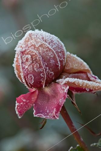 Biosphoto | 1074524 | Frozen rose in a garden in winter | &copy; Philippe Giraud / Biosphoto