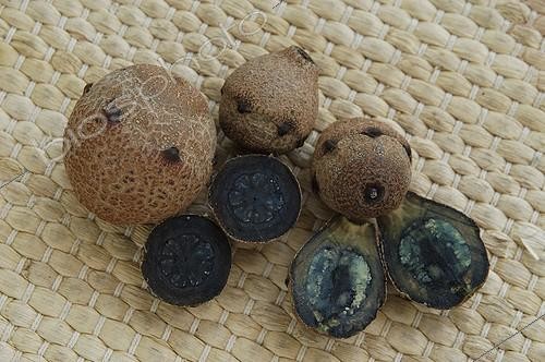 Biosphoto | 39040 | Fruit de l'arbre aux boulets de canon Guadeloupe | &copy; Muriel Hazan / Biosphoto