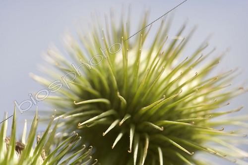 Biosphoto | 180311 | Fruit de la Grande Bardane France ; Ce type d'accrochage a inspiré le système de la bande auto-agrippante, nommé aussi scratch ou Velcro (commercialisé par la marque Velcro International BV), inventé par Georges de Mestral, ingénieur suisse, en 1948. | &copy; Claudius Thiriet / Biosphoto