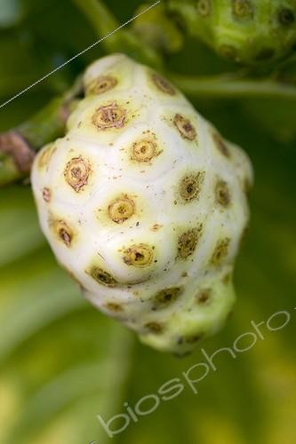 Biosphoto | 610577 | Fruit de Nono ou Pomme-chien (Morinda citrifolia) dans un jardin de Martinique | &copy; Laurent Rebelle / Biosphoto