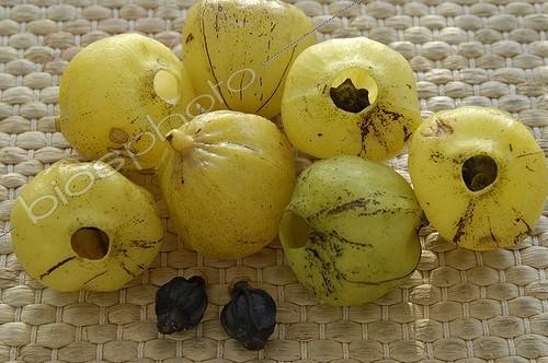 Biosphoto | 33453 | Fruit et graine de Mirobolan Guadeloupe | &copy; Muriel Hazan / Biosphoto