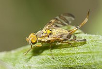 Biosphoto | 2166797 | Fruit fly (Chaetostomella cylindrica), Regional Natural Park of Northern Vosges, France | &copy; Michel Rauch / Biosphoto