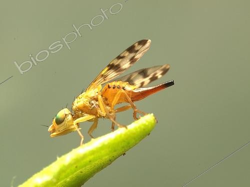 Biosphoto | 2577194 | Fruit fly (Myopites stylatus) female parasite of Inula flower bud, France | &copy; Jean Lecomte / Biosphoto