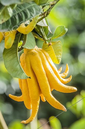 Biosphoto | 2435502 | Fruit of Fingered citron 'Hand of Buddha' (Citrus medica var sarcodactylis). | &copy; Jean-Michel Groult / Biosphoto