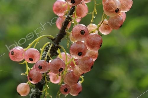 Biosphoto | 894092 | Fruit of red currants in the Vosges Mountains in June | &copy; Fabrice Cahez / Biosphoto