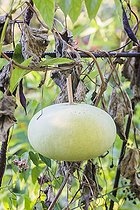 Biosphoto | 2546751 | Fruit of the flat Corsican calabash, an inedible gourd that was once used as a gourd. | &copy; Jean-Michel Groult / Biosphoto