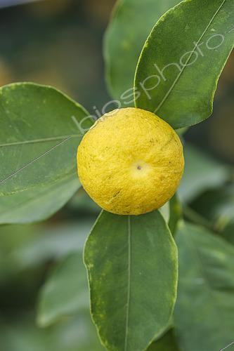Biosphoto | 2489516 | Fruit of the hana yuzu (Citrus hanayu), the  flower yuzu , smaller in size than the yuzu laos and more juicy than the yuzu. | &copy; Jean-Michel Groult / Biosphoto