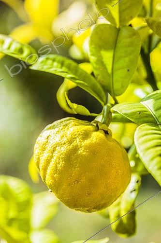 Biosphoto | 2548600 | Fruit of the ichang lemon (Citrus ichangensis), a small, totally hardy lemon. | &copy; Jean-Michel Groult / Biosphoto