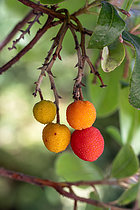 Biosphoto | 2608233 | Fruits d'Arbousier (Arbutus x andrachnoïdes) sur l'arbre en novembre | &copy; Marie Aymerez / Biosphoto