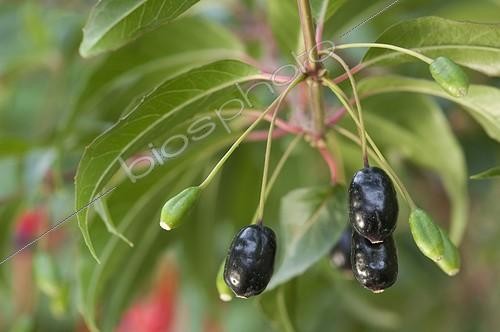 Biosphoto | 899982 | Fruits comestibles d'un Fuchsia dans un jardin ; Fuchsia botanique de la section Quelusia | &copy; Alexandre Petzold / Biosphoto