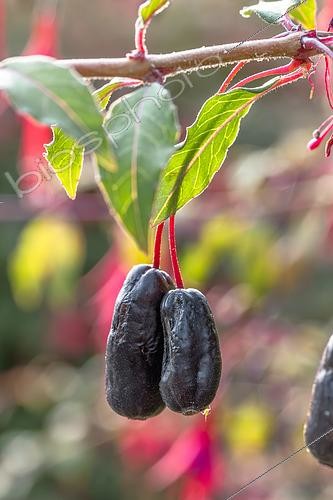 Biosphoto | 2600080 | Fruits de Fuchsia royal (Fuchsia x regia) 'Regal' | &copy; Marie Aymerez / Biosphoto