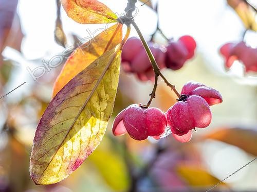 Biosphoto | 2594844 | Fruits de Fusain d'Europe (Euonymus europaeus) sur l'arbre en décembre, Bouches-du-Rhône, France | &copy; Marie Aymerez / Biosphoto