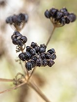 Biosphoto | 2597578 | Fruits de Maceron cultivé (Smyrnium olusatrum), Bouches-du-Rhône, France | &copy; Marie Aymerez / Biosphoto