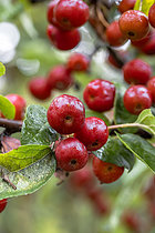 Biosphoto | 2609236 | Fruits de Pommier Toringo (Malus sieboldii) en automne | &copy; Marie Aymerez / Biosphoto