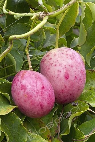 Biosphoto | 2076991 | Fruits de Stauntonie à six folioles | &copy; Frédéric Tournay / Biosphoto