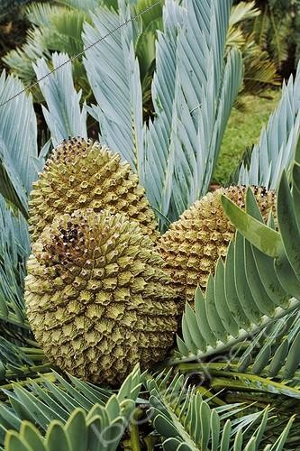 Biosphoto | 555811 | Fruits of Encephalartos on the tree South Africa | &copy; Martin Harvey / Biosphoto