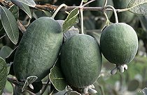 Biosphoto | 441883 | Fruits of feijoa | &copy; Biosphoto / Biosphoto