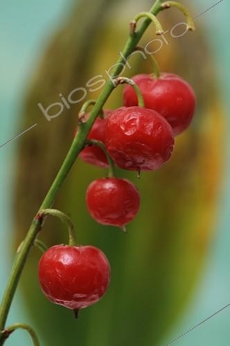 Biosphoto | 615051 | Fruits of Lily-of-the-valley in a garden Belfort France | &copy; Denis Bringard / Biosphoto