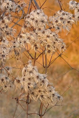 Biosphoto | 1419509 | Fruits of old man beard in a hedge Allier France | &copy; Monique Morin / Biosphoto
