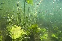 Biosphoto | 1240177 | Fry swimming among the reeds in a lake Jura France | &copy; Michel Loup / Biosphoto