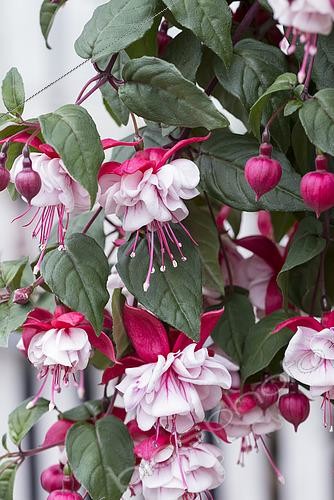 Biosphoto | 2533024 | Fuchsia | &copy; Visions Pictures / Biosphoto
