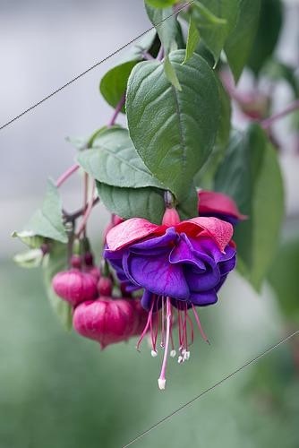 Biosphoto | 2533025 | Fuchsia | &copy; Visions Pictures / Biosphoto